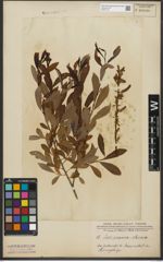 Foto von Salix purpurea L. x Salix silesiaca Willd.